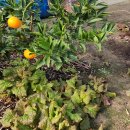 거성농장 이미지