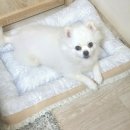 쿨펫(평촌) 이미지