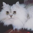 우주냥스타 이미지