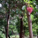 카페만디 이미지