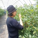 2025년 6월 5일 목요일 무지개업고튀어(블루베리수확) 이미지