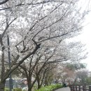 4,15 총선 임시 공휴일 광교산 벚꽃놀이 이미지