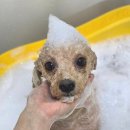 알로하펫 이미지