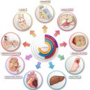 Re: 중간엽 줄기세포 Extracellular vesicles(엑소좀) 치료법 2024년 nature .. 이미지