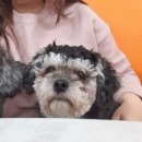 개랑놀아주는남자 이미지