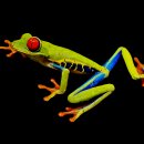 청개구리 이미지