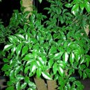 해피트리 이미지