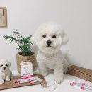 티오피인터내셔널 | 강아지유산균추천 하루엄마의 Pick