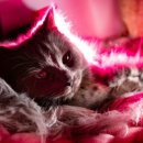 파트너 동물의료센터 이미지