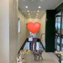 수려하개 이미지