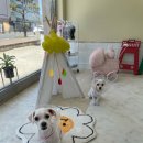 마음이네 멍발소 이미지