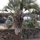 제주제이스타 이미지