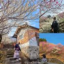 두꺼비농장 | 광양매화축제 줄 서는 흔한 포토존 대신, 내가 본 보물 같은 포토존