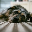 라온 동물 메디컬센터 이미지