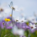 하늘연못 이미지