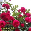 담이