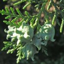 나무숲소 이미지