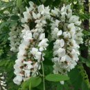 로즈데일 이미지