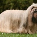 황제라사 이미지