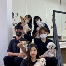 PET#개스트하우스 이미지