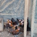 호빈조류새농장 이미지