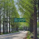 온천단지 가로수길 이미지