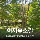 IKKI | 제주 이끼숲소길/사계절 모두 아름다운 사진 맛집 추천/내돈내산