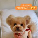 슈나우펫 이미지