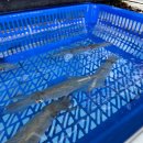 한치도로변 이미지