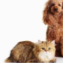 힘찬동물병원 이미지