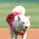 강비