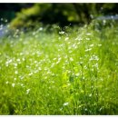 대송공원 이미지