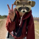 (주)탑픽 | [호주워홀] D+126~128 보웬 토마토 픽킹, 세컨 따기 시작, 에뮤