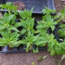 맨드라미농장 이미지