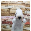 강아지 세상 이미지