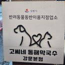 동해식당 | 강릉 아이·강아지랑 같이 가기 좋은 식당! 고씨네동해막국수&amp;순두부칼국수 맛집 후기