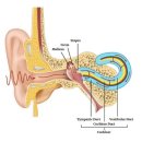 어쿠스틱 기타의 이해 이미지