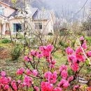 고요한꽃뜰 이미지