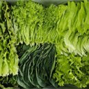 새싹농장 이미지