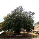 상만리 비자나무 이미지