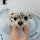 멍멍부띠끄 이미지