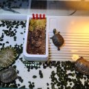 단짠아쿠아 삼천점 이미지