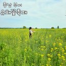 부여축제, 부여 세도 방울토마토&amp;유채꽃축제 방문후기