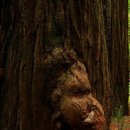 레드우드Redwood