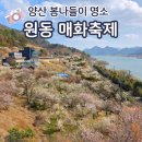 원리 1 원동경로당 | 원동매화축제 양산 순매원 20260306 실시간 다녀온 후기와 주차장주소 및축제일정 프로그램