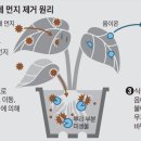 미세잎