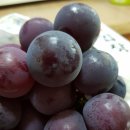 지민농장 이미지