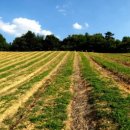 위성전자 이미지