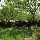 김제아리랑농원 이미지