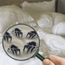 정앤김